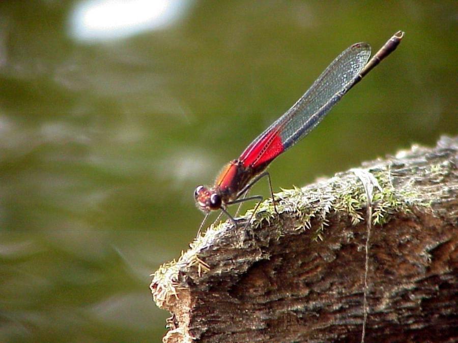 American Rubyspot by Dave Small