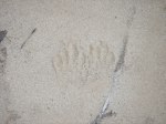 Animal tracks along the Millers River by Keith Davies