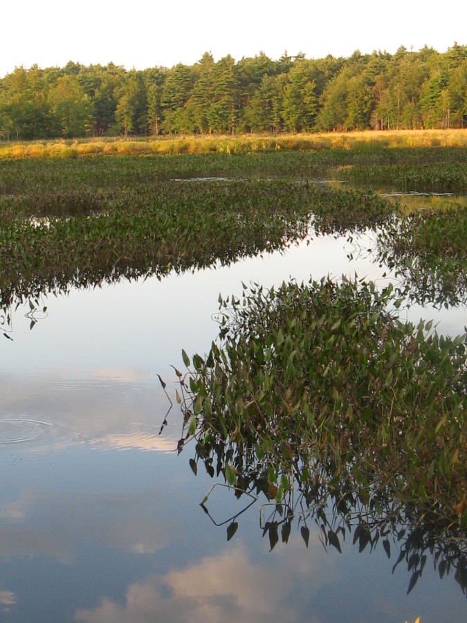 Otter River headwaters, Hubbardston by Ivan Ussach