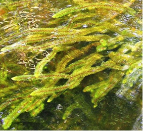 Invasive Variable Milfoil